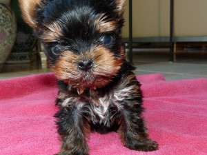 Yorkshire Terrier Welpe Fuzzy