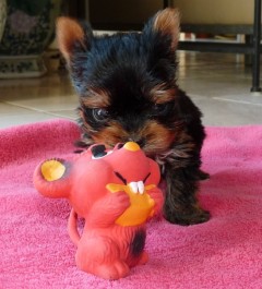 Yorkie Fuzzy & die Maus