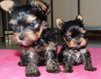 Yorkshire Terrier Fuzzy & Schwester