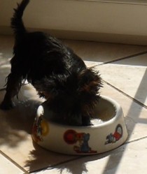 Yorkie Fuzzy