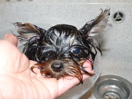 Yorkshire Terrier Welpe Berlin
