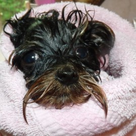 Yorkiewelpe baden