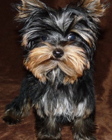 Yorkie Berlin