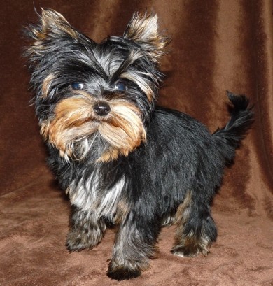 Yorkshire Terrier Welpen 