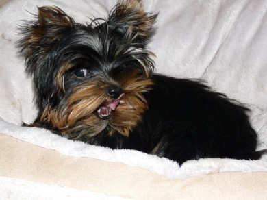 Yorkshire-Terrier Zucht Berlin