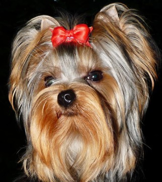 Yorkshire-Terrier Hündin